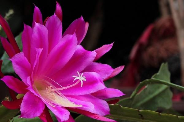 令箭荷花几年开花(什么时候开) 怎样让令箭荷花多开花