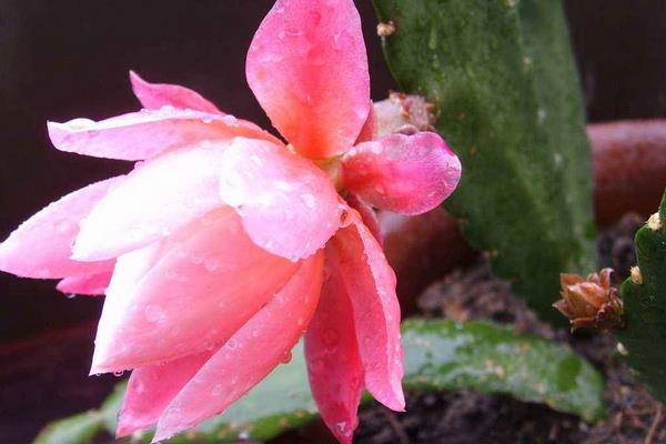 令箭荷花几年开花(什么时候开) 怎样让令箭荷花多开花