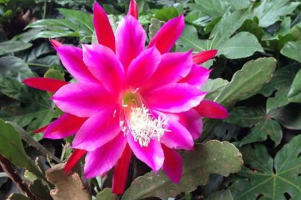 令箭荷花几年开花(什么时候开) 怎样让令箭荷花多开花