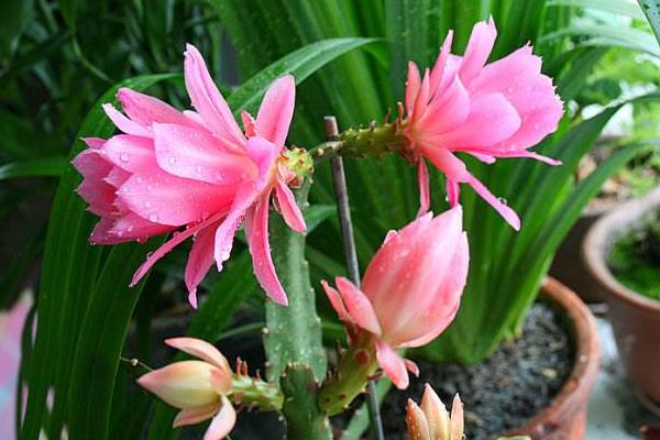 令箭荷花几年开花(什么时候开) 怎样让令箭荷花多开花