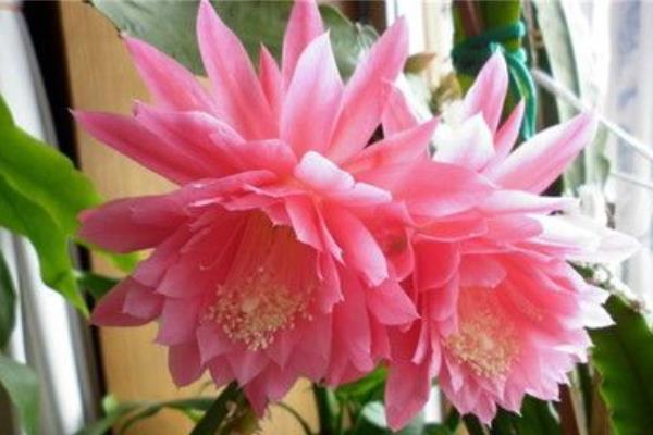 令箭荷花几年开花(什么时候开) 怎样让令箭荷花多开花