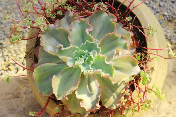 巨型多肉品种大全(图解) 体型较大的多肉品种有哪些