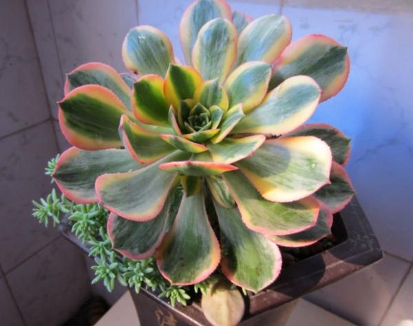 巨型多肉品种大全(图解) 体型较大的多肉品种有哪些