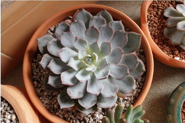 巨型多肉品种大全(图解) 体型较大的多肉品种有哪些