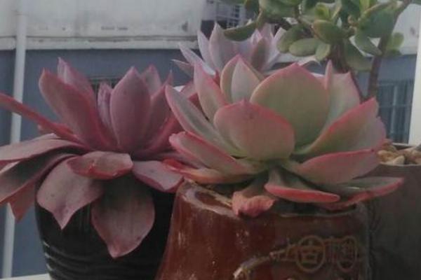 巨型多肉品种大全(图解) 体型较大的多肉品种有哪些