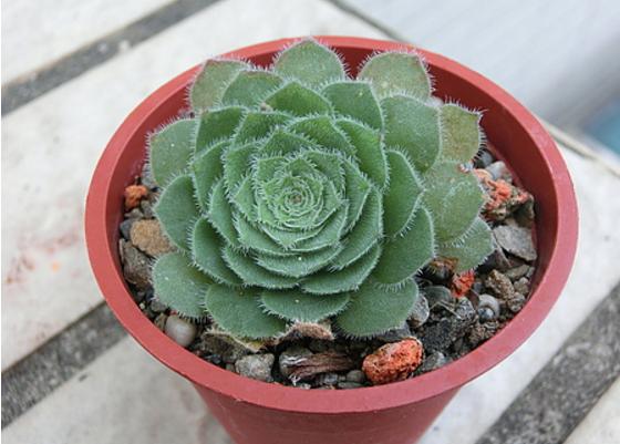 巨型多肉品种大全(图解) 体型较大的多肉品种有哪些