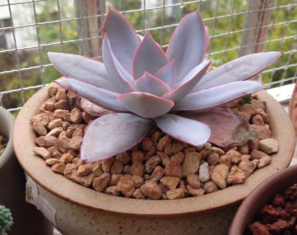 巨型多肉品种大全(图解) 体型较大的多肉品种有哪些