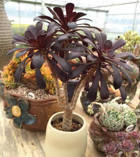 巨型多肉品种大全(图解) 体型较大的多肉品种有哪些