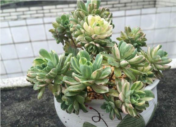巨型多肉品种大全(图解) 体型较大的多肉品种有哪些