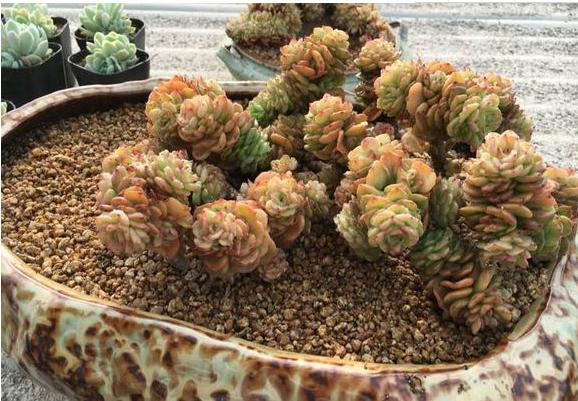 巨型多肉品种大全(图解) 体型较大的多肉品种有哪些