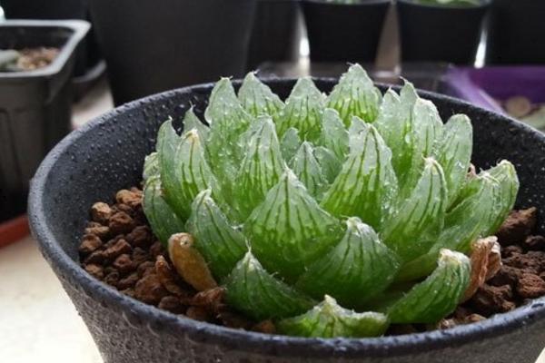 巨型多肉品种大全(图解) 体型较大的多肉品种有哪些