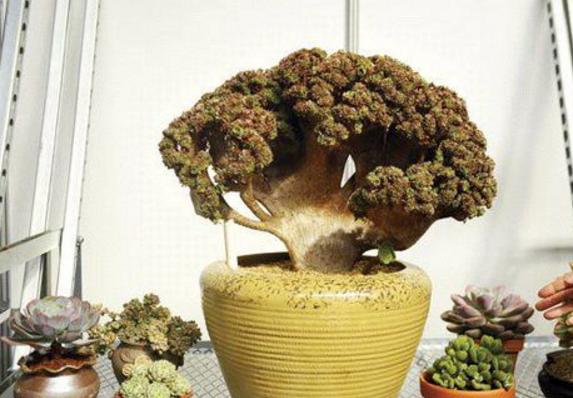 巨型多肉品种大全(图解) 体型较大的多肉品种有哪些