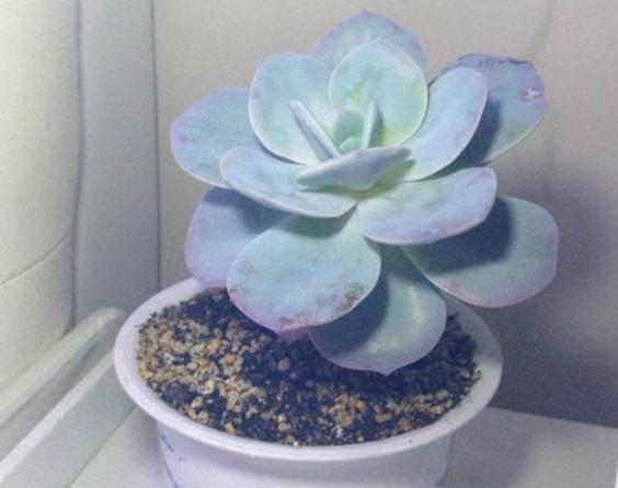 巨型多肉品种大全(图解) 体型较大的多肉品种有哪些