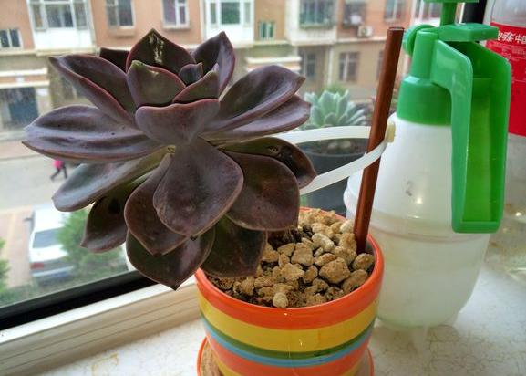 巨型多肉品种大全(图解) 体型较大的多肉品种有哪些