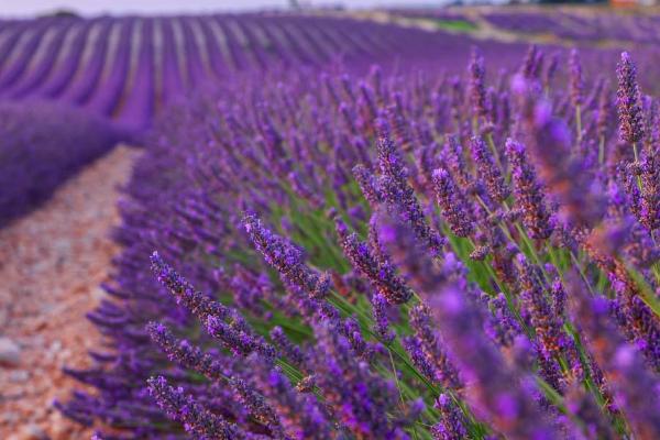 薰衣草的功效与作用及禁忌 薰衣草用药有哪些作用