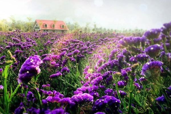 薰衣草的功效与作用及禁忌 薰衣草用药有哪些作用