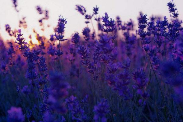 薰衣草的功效与作用及禁忌 薰衣草用药有哪些作用