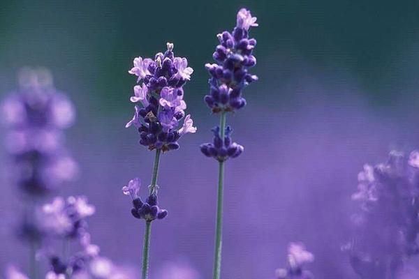 薰衣草的功效与作用及禁忌 薰衣草用药有哪些作用