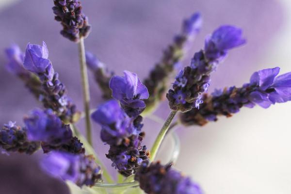 薰衣草的功效与作用及禁忌 薰衣草用药有哪些作用