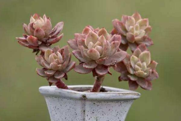 红稚莲叶片为什么不红 红稚莲徒长怎么处理(附解决方法)