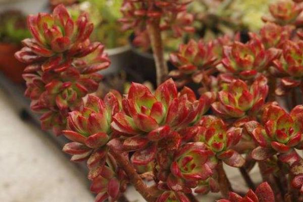 红稚莲叶片为什么不红 红稚莲徒长怎么处理(附解决方法)