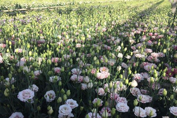 洋桔梗的种植方法及产量 桔梗什么时候播种