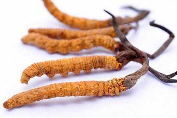 冬虫夏草和燕窝哪个好 吃燕窝的作用