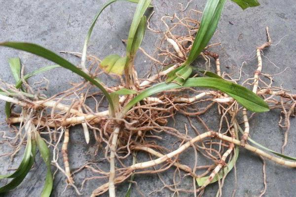 折耳根是不是鱼腥草 鱼腥草又叫什么