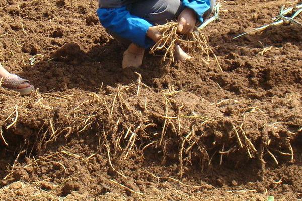 鱼腥草怎么种植 鱼腥草有种子吗