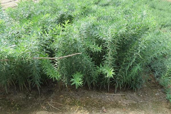 黄精栽培技术 黄精的种植时间与方法