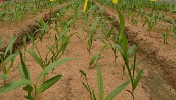 黄精栽培技术 黄精的种植时间与方法