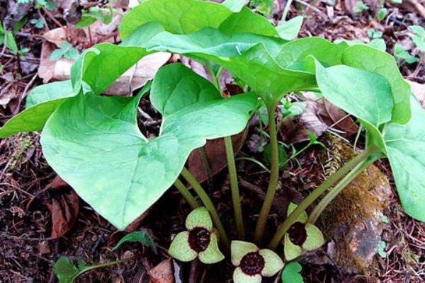 细辛市场价格多少钱一斤 细辛的移栽种植法