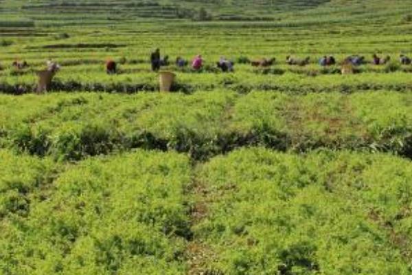 党参什么时候种 党参的种植技术