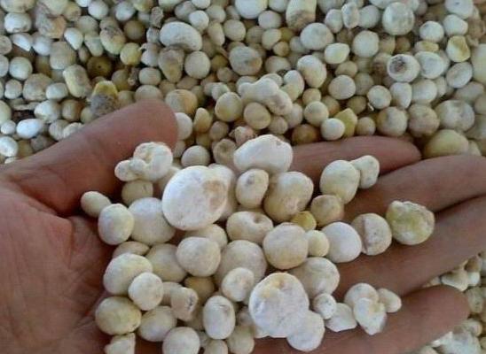 半夏与姜半夏、旱半夏、水半夏、生半夏、制半夏、法半夏、京半夏、土半夏的区别及特点