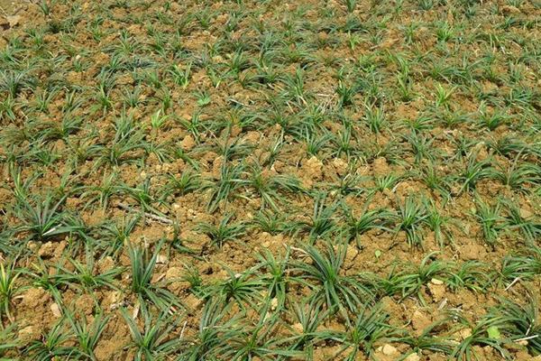 麦冬种植技术 麦冬的田间管理