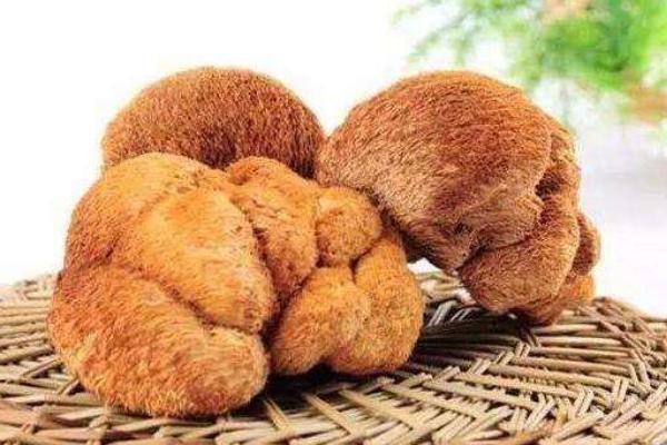 猴头菇的家常做法 新鲜猴头菇怎么做好吃