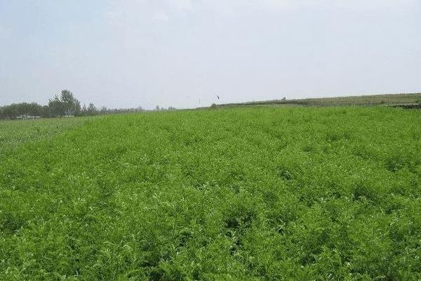 苦参亩产利润是多少 苦参种植效益及前景