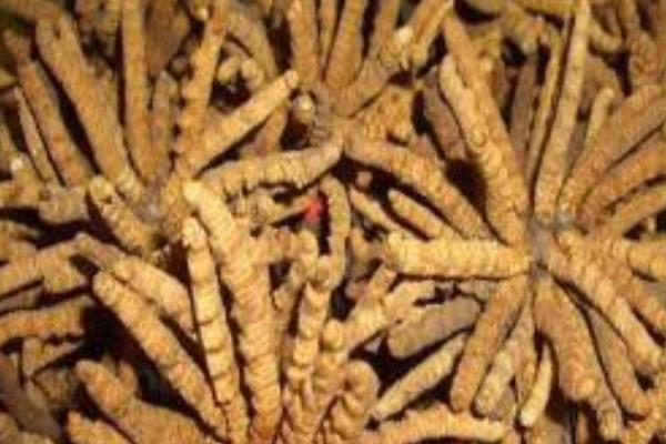 冬虫夏草烟市场价格多少钱一盒(和润)