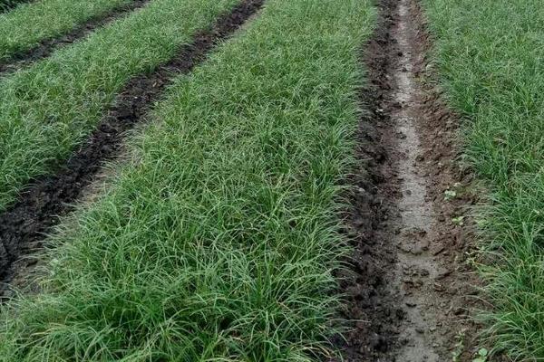 麦冬种植时间 麦冬生长周期