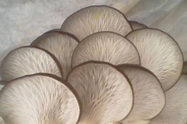 平菇市场价格多少钱一斤  平菇的挑选方法