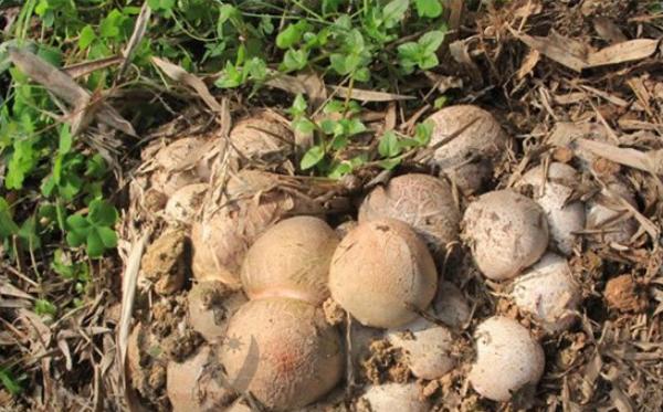 竹荪蛋市场价格多少钱一斤 竹荪蛋简介