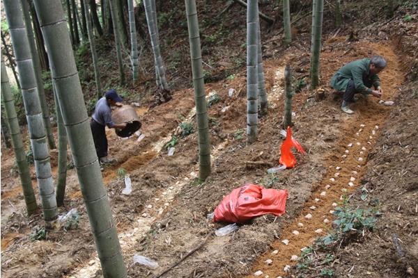 竹荪怎么种植 竹荪种植时间及技术