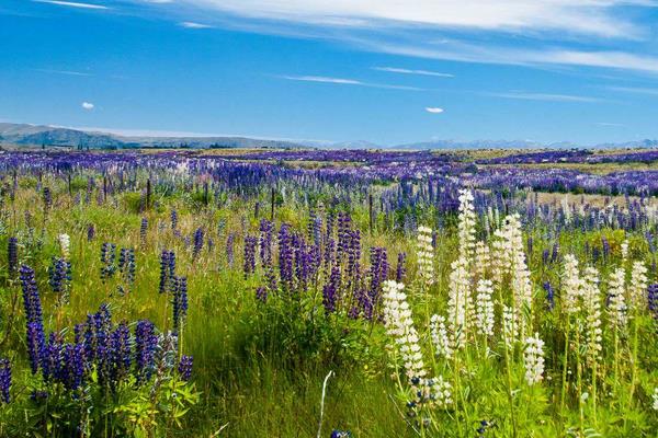 鲁冰花种子市场价格多少钱一斤  鲁冰花的繁殖方法