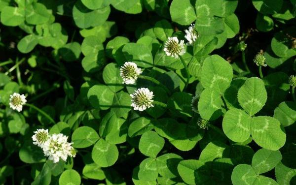 白车轴草什么时候开花 白车轴草花期是几月