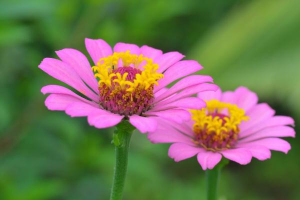 百日草什么时候开花 百日草花期是几月