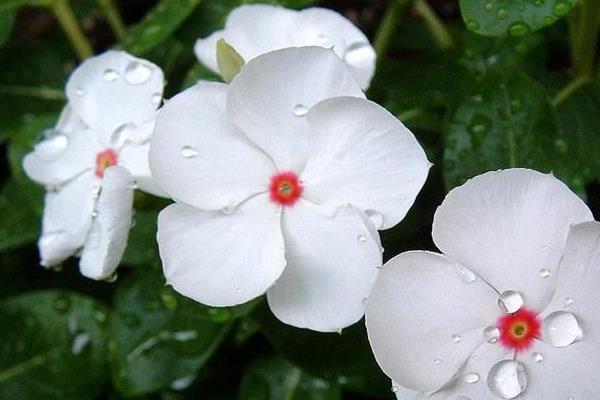 长春花什么时候播种（几月）  长春花的花期