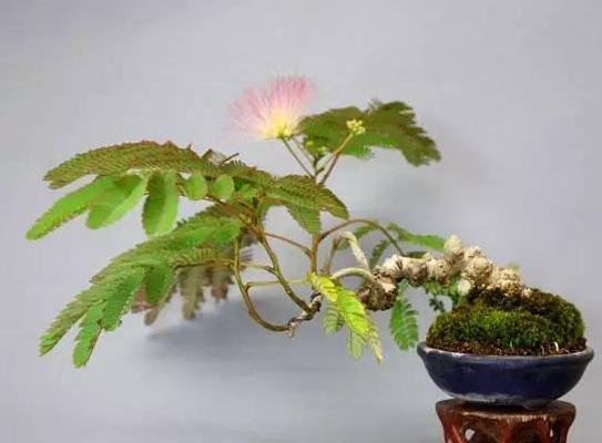 合欢花市场价格多少钱一盆 合欢花的价值