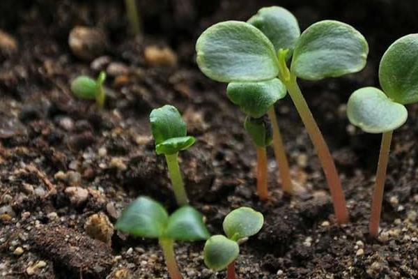 凤仙花怎么养 凤仙花养殖方法与注意事项