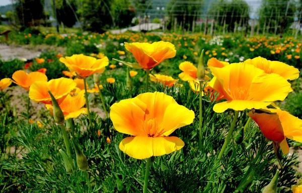 花菱草怎么种 花菱草种植方法与注意事项