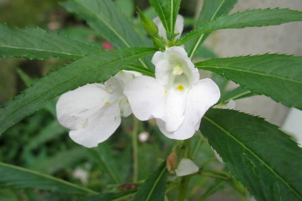 凤仙花图片大全 凤仙花花语 凤仙花特点